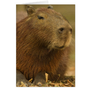 Brazilië, Pantanal, Matto Grosso. Capybara