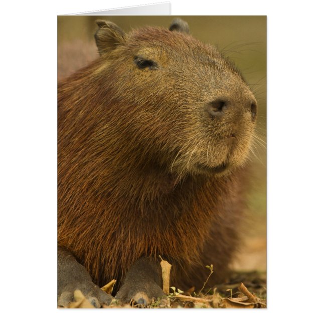 Brazilië, Pantanal, Matto Grosso. Capybara (Voorkant)