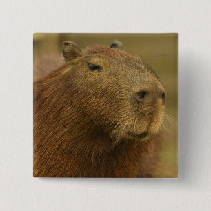 Brazilië, Pantanal, Matto Grosso. Capybara Vierkante Button 5,1 Cm