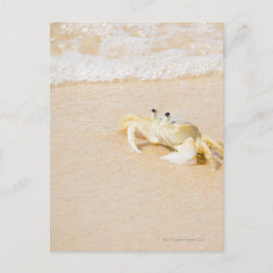 Brazilië, Rio de Janeiro, Buzios, Crab op Briefkaart