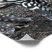 Brazillian Tapir Posters (Coin)