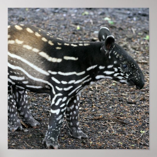 Brazillian Tapir Posters (Devant)