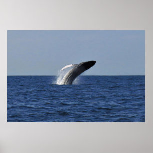 Breach Humpback Poster