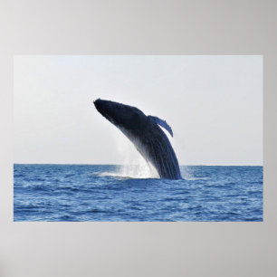 Breach Humpback Poster