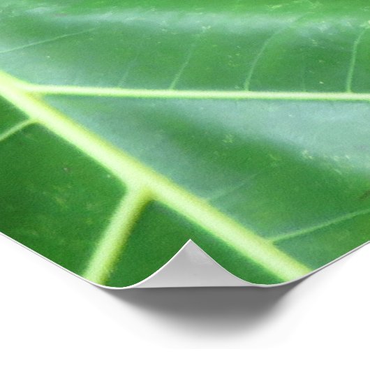 Breadfruit Poster (Hoek)