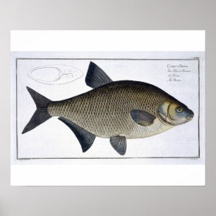 Bream (Cyprinus Brama) bord XIII uit 'Ichthyolog Poster