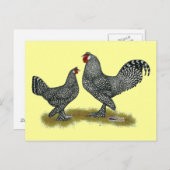 Breda Chickens Cuckoo Briefkaart (Voorkant / Achterkant)