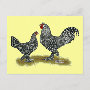 Breda Chickens Cuckoo Briefkaart