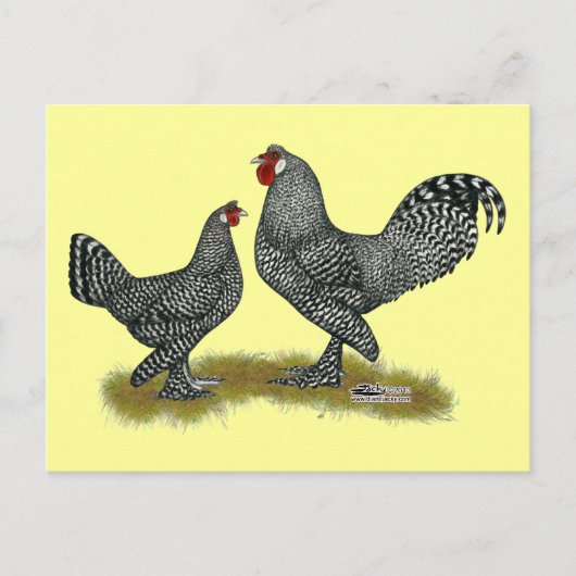 Breda Chickens Cuckoo Briefkaart (Voorkant)