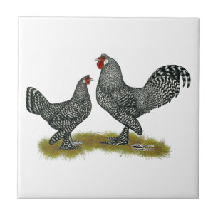 Breda Chickens Cuckoo Tegeltje