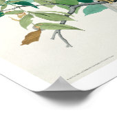 Brede Hawk door Poster van Audubon (Hoek)