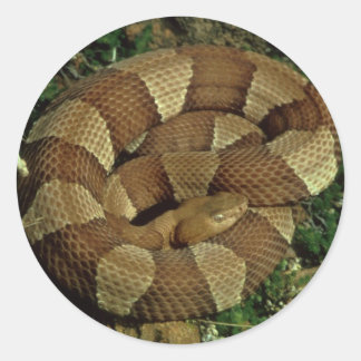 Breed-banded Copperhead Snake stickers