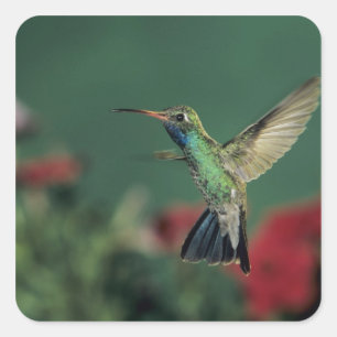 Breedbekkolibrie, Cynanthus Vierkante Sticker