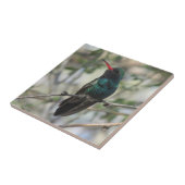 Breedkopvogel Tegeltje (Zijkant)