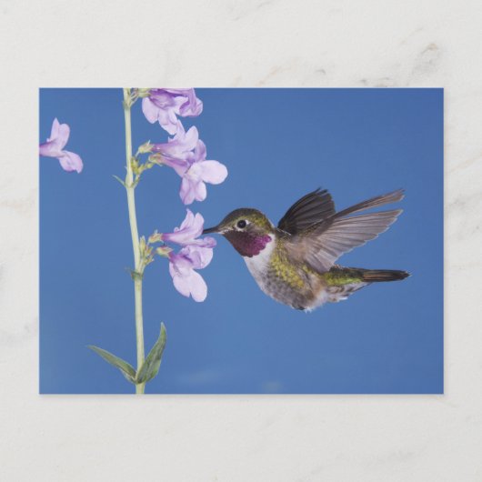 Breedstaartvogel, Selasphorus Briefkaart (Voorkant)