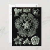 Breedsterren Briefkaart (Voorkant / Achterkant)