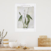 Breedtegraad - Sagittaria latifolia Poster (Keuken)