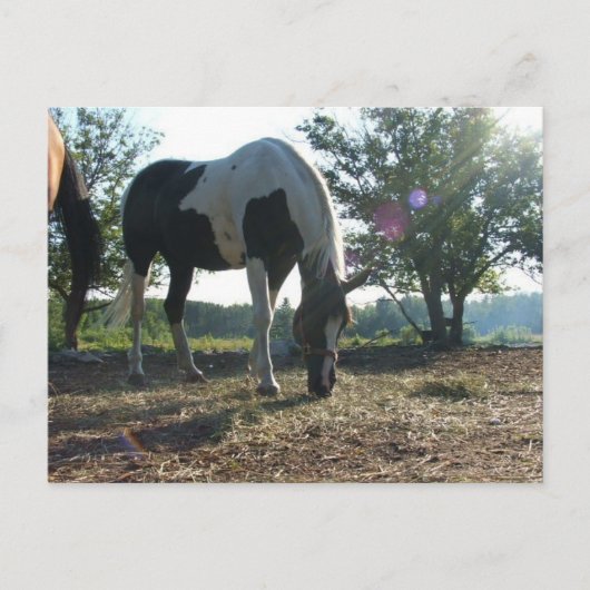 Breezy Sunbeams Briefkaart (Voorkant)