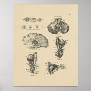  brein Nerves Anatomy 1880 Afdrukken Poster