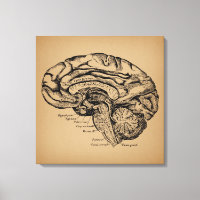  breindiagram Antiek medische anatomie Kunst