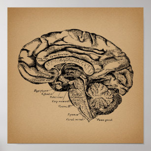  breindiagram Antiek medische anatomie Kunst Poster