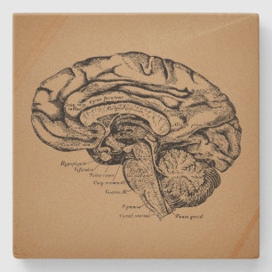 breindiagram Antiek medische anatomie Kunst Stenen Onderzetter