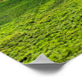 Breng me naar de bergen met pijnbomen. poster (Hoek)