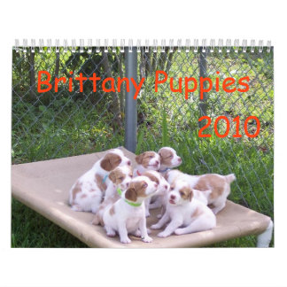 Bretagne Puppies 2010 Kalender