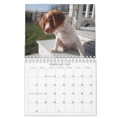 Bretagne Puppies 2011 Kalender (Feb 2027)