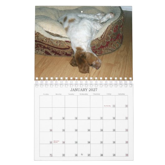 Bretagne Puppies 2011 Kalender (Jan 2027)