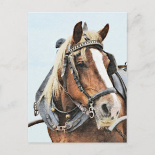 Breton-conceptpaard in harnas briefkaart