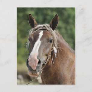 Bretonse wandelaar briefkaart