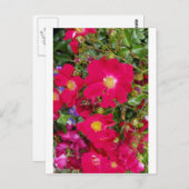 Briaire Rozen en zoete Violet Briefkaart (Voorkant / Achterkant)