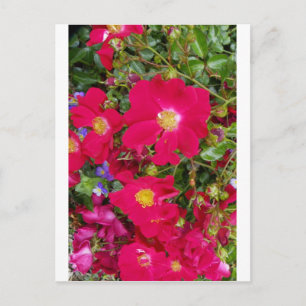 Briaire Rozen en zoete Violet Briefkaart