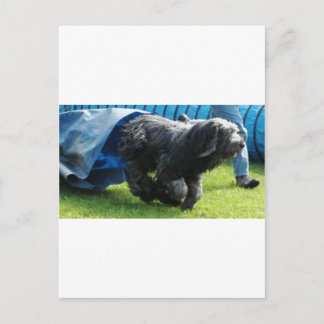 Briard Briefkaart