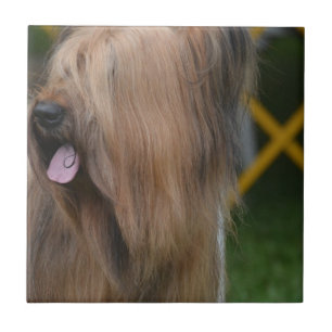 Briard Tegeltje