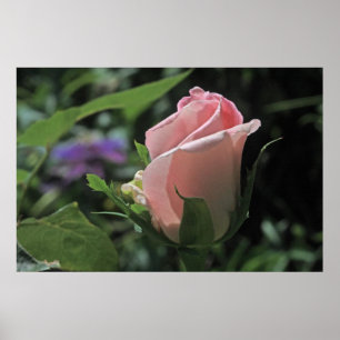 Bride's Dream Roos Bud Poster