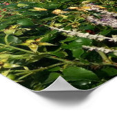 bridge-poster poster (Hoek)