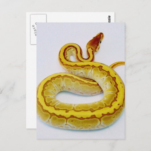 Brief "S" - gele doornPython Briefkaart (Voorkant / Achterkant)