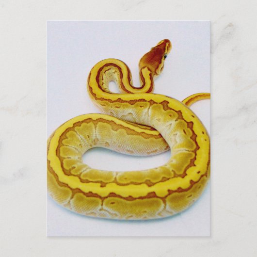 Brief "S" - gele doornPython Briefkaart (Voorkant)