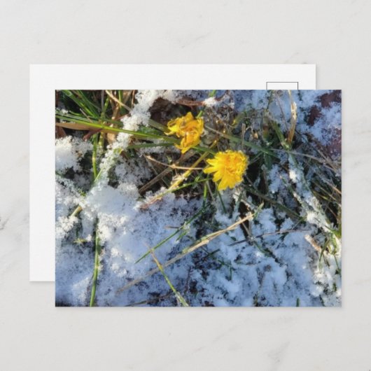 Briefkaart (Voorkant / Achterkant)