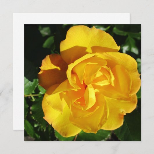 Briefkaart (Voorkant / Achterkant)