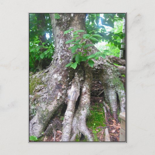 Briefkaart (Voorkant)