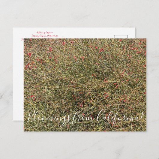 Briefkaart (Voorkant / Achterkant)