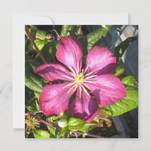 Briefkaart (Voorkant)