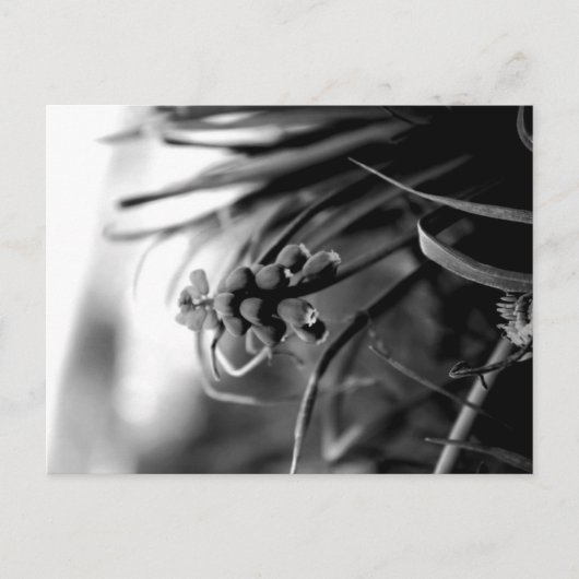 Briefkaart (Voorkant)