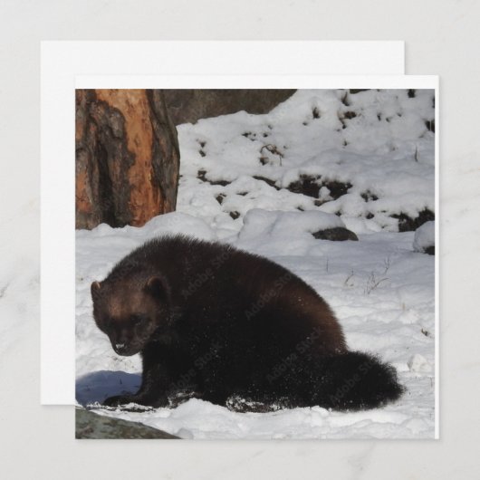 Briefkaart (Voorkant / Achterkant)