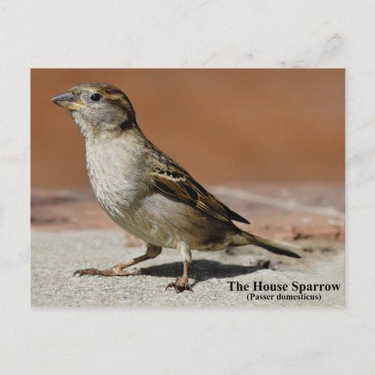 Briefkaart (Voorkant)