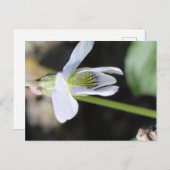 Briefkaart (Voorkant / Achterkant)