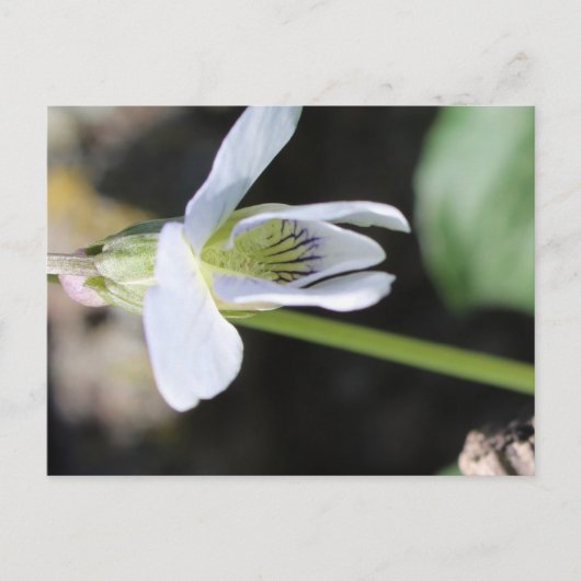 Briefkaart (Voorkant)